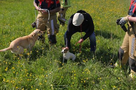 Brandweer bevrijdt onfortuinlijk hondje uit rietkraag aan Visbankweg