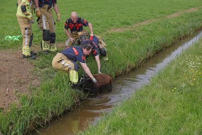 Brandweer redt schaap uit modderige sloot aan Visbankweg