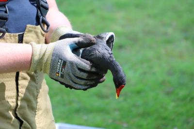 Brandweer bevrijdt meerkoeten uit benarde positie in duiker aan Meerdijk