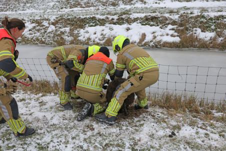 Brandweer bevrijdt schaap uit benarde positie aan Visbankweg Waalwijk