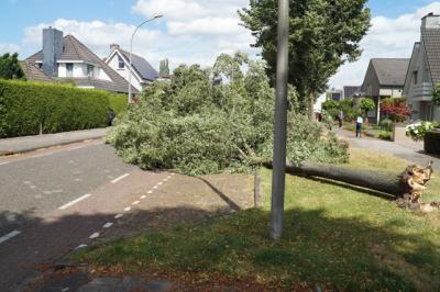 Twee bomen gesneuveld door storm aan de Vincent van Goghlaan Waalwijk