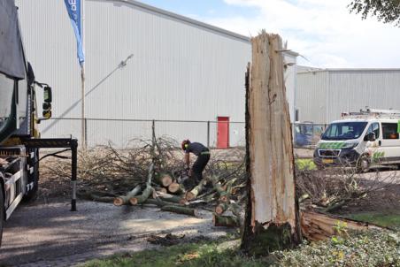 Boom op wegdek aan de Spuiweg Waalwijk