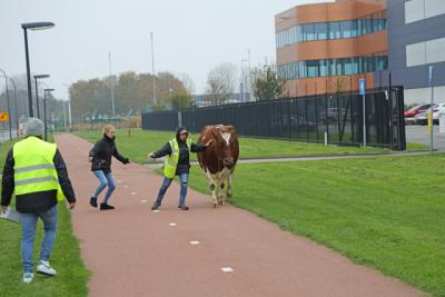 Handhaving en omstanders hebben hun handen vol aan een losgebroken koe aan de Weteringweg Waalwijk