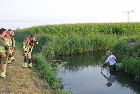 Brandweer schiet te hulp na dappere reddingspoging van wandelaarster voor schaap in sloot