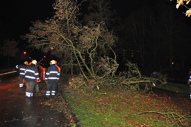Grote boom op wegdek aan de Akkerlaan Waalwijk