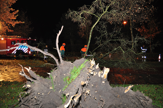 Grote boom op wegdek aan de Akkerlaan Waalwijk