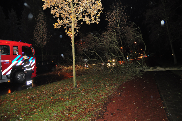 Grote boom op wegdek aan de Akkerlaan Waalwijk