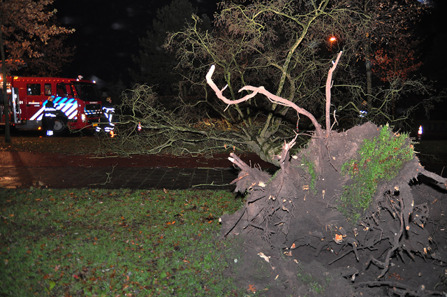 Grote boom op wegdek aan de Akkerlaan Waalwijk