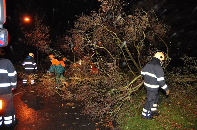 Grote boom op wegdek aan de Akkerlaan Waalwijk