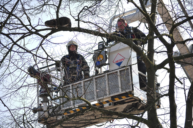 Brandweer redt kat uit boom aan de Vuurdoornhof Waalwijk