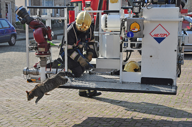 Brandweer redt kat uit boom aan de Vuurdoornhof Waalwijk