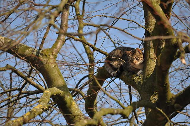 Brandweer redt kat uit boom aan de Vuurdoornhof Waalwijk
