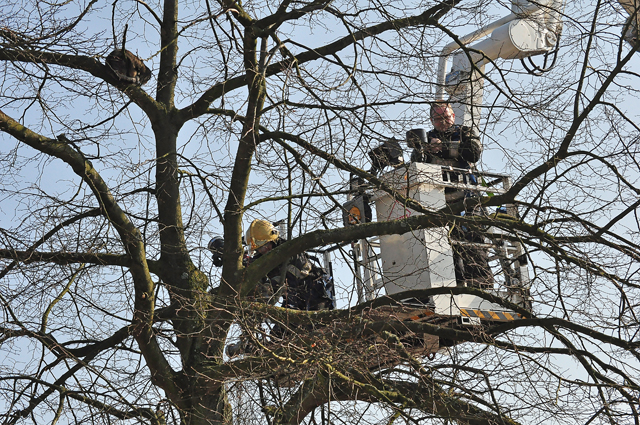 Brandweer redt kat uit boom aan de Vuurdoornhof Waalwijk