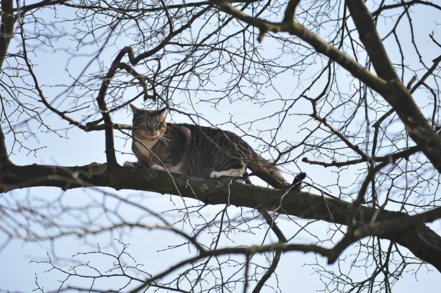 Brandweer redt kat uit boom aan de Vuurdoornhof Waalwijk