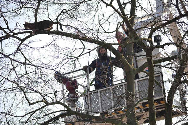 Brandweer redt kat uit boom aan de Vuurdoornhof Waalwijk