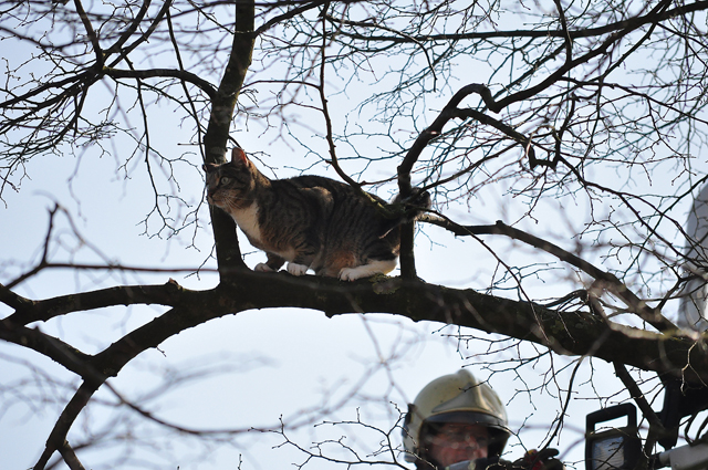 Brandweer redt kat uit boom aan de Vuurdoornhof Waalwijk