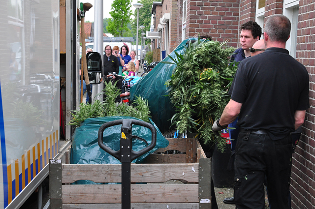 Flinke hennepkwekerij geruimd aan de Crispijnstraat Waalwijk