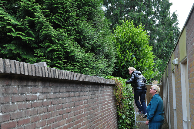 Conifeer in brand  aan de Thorbeckelaan Waalwijk