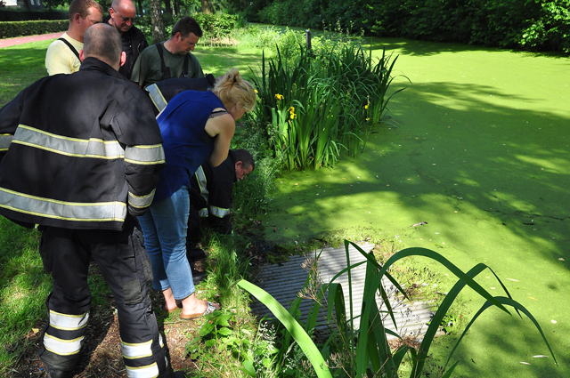 Jong eendje vast in duiker aan de Meerdijk Waalwijk