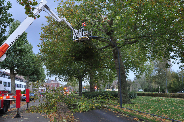 Grote gevaarlijke hangende tak boven wegdek aan de Burgemeester van der Klokkenlaan Waalwijk