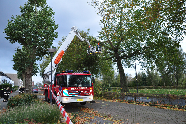 Grote gevaarlijke hangende tak boven wegdek aan de Burgemeester van der Klokkenlaan Waalwijk