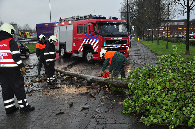 Verkeer heeft last van boom op wegdek aan de Taxandriaweg Waalwijk