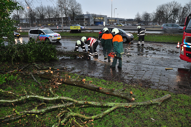 Verkeer heeft last van boom op wegdek aan de Taxandriaweg Waalwijk