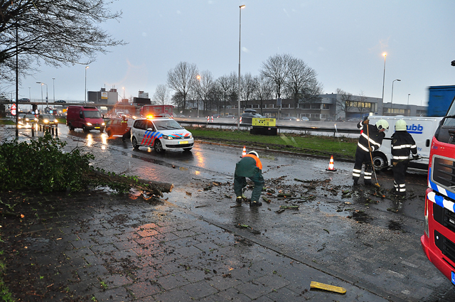 Verkeer heeft last van boom op wegdek aan de Taxandriaweg Waalwijk