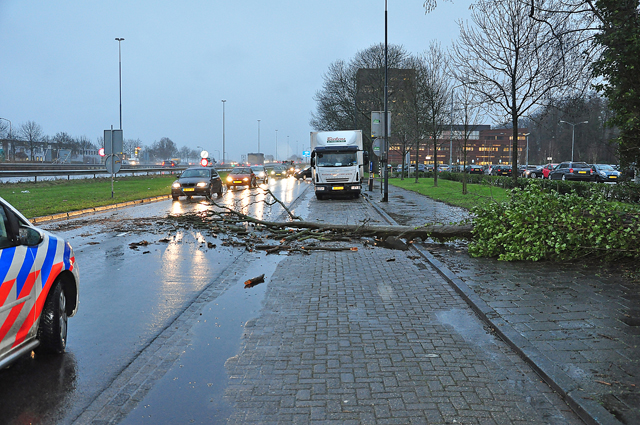 Verkeer heeft last van boom op wegdek aan de Taxandriaweg Waalwijk
