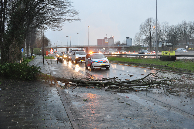 Verkeer heeft last van boom op wegdek aan de Taxandriaweg Waalwijk