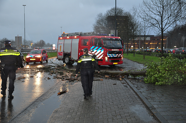 Verkeer heeft last van boom op wegdek aan de Taxandriaweg Waalwijk