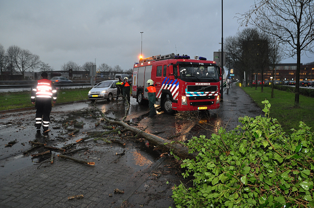 Verkeer heeft last van boom op wegdek aan de Taxandriaweg Waalwijk