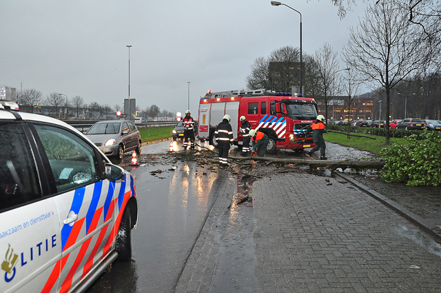 Verkeer heeft last van boom op wegdek aan de Taxandriaweg Waalwijk