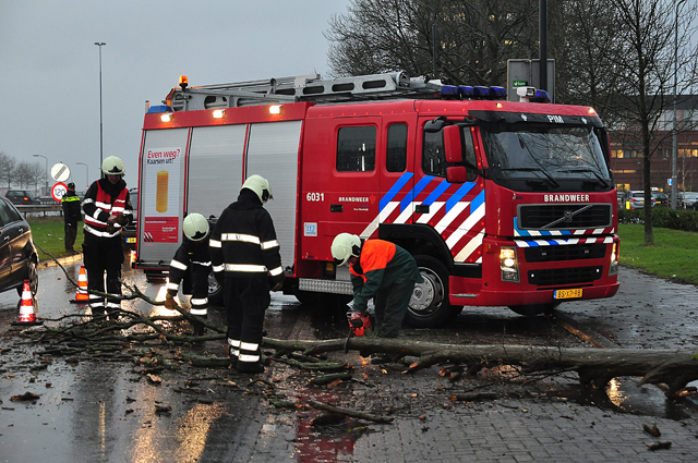 Verkeer heeft last van boom op wegdek aan de Taxandriaweg Waalwijk