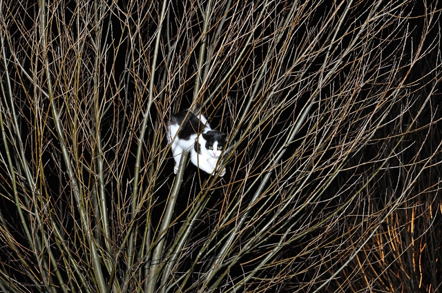 Jong poesje zit met pootje vast in boom aan De Gaard Waalwijk
