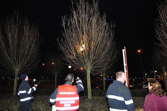 Jong poesje zit met pootje vast in boom aan De Gaard Waalwijk