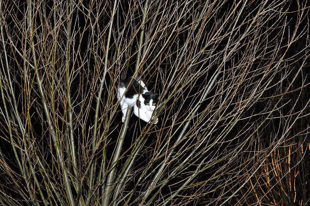 Jong poesje zit met pootje vast in boom aan De Gaard Waalwijk