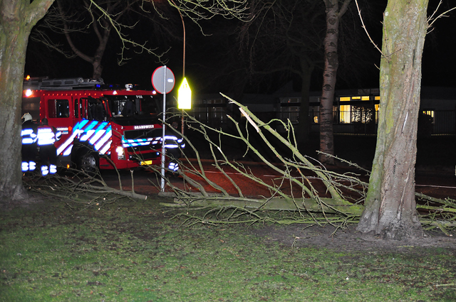 Flinke tak op wegdek aan de Beethovenlaan Waalwijk