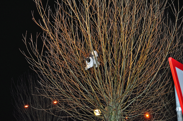 Jong poesje zit met pootje vast in boom aan De Gaard Waalwijk