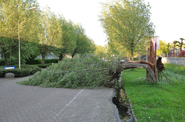 Boom op wegdek aan de Zanddonkweg Waalwijk