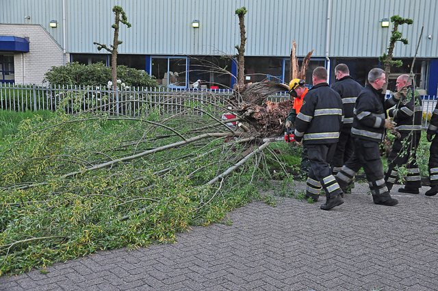 Boom op wegdek aan de Zanddonkweg Waalwijk