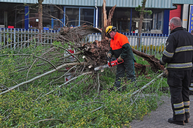 Boom op wegdek aan de Zanddonkweg Waalwijk