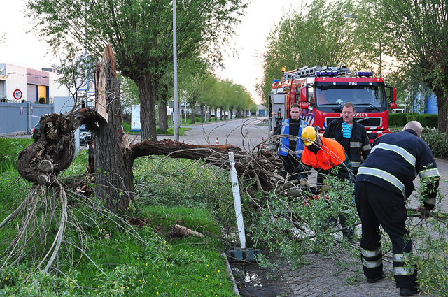Boom op wegdek aan de Zanddonkweg Waalwijk