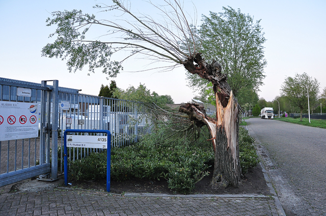Boom op wegdek aan de Zanddonkweg Waalwijk