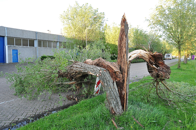 Boom op wegdek aan de Zanddonkweg Waalwijk