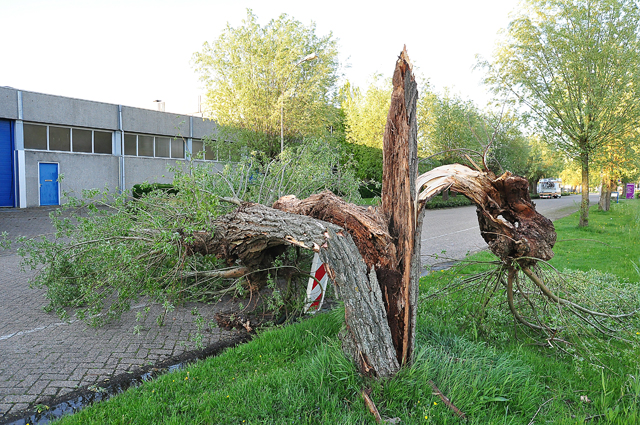 Boom op wegdek aan de Zanddonkweg Waalwijk