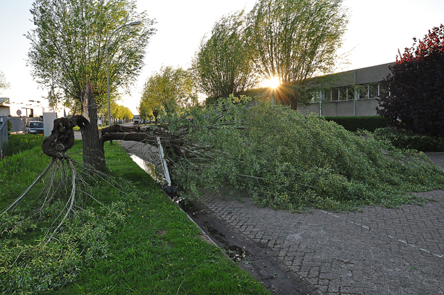 Boom op wegdek aan de Zanddonkweg Waalwijk