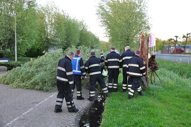 Boom op wegdek aan de Zanddonkweg Waalwijk