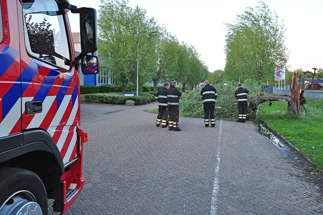 Boom op wegdek aan de Zanddonkweg Waalwijk