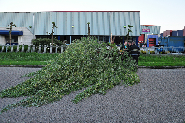 Boom op wegdek aan de Zanddonkweg Waalwijk